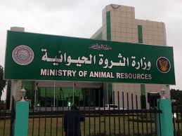 الثروة الحيوانية تؤكد إستمرار صادر الماشية عبر الموانئ والمعابر 1 وزاره الثروة الخحيوانية
