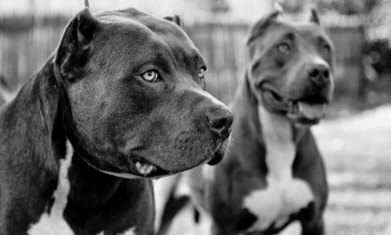 Kinds of Dogs 1 أنواع الكلاب البوليسية