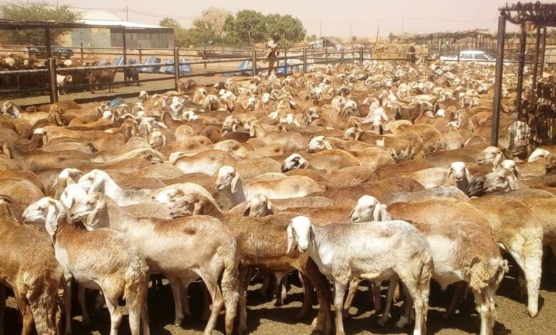 إجراءات لمنع تهريب المواشي عبر الحدود 1 صادر الماشية