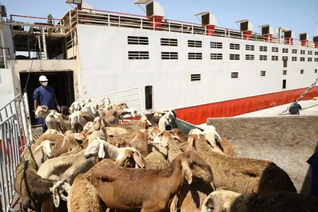 صادر الماشية