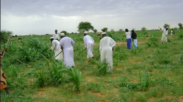 الزراعة في السودان