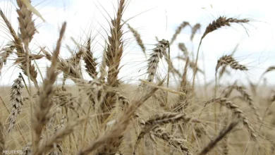 السودان يحتاج لاستيراد 3.5 مليون طن من القمح في 2023