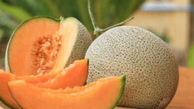 الشمام.. فوائد صحية مذهلة ومخاطر محتملة