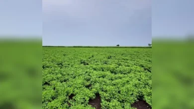 ذهب السودان