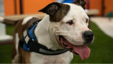 Couple claim eye antibiotic cured dog of mysterious illness sweeping America