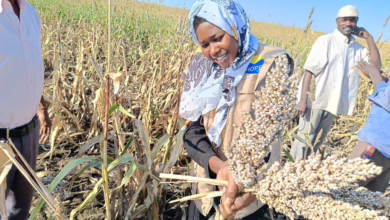 القضارف على حافة المجاعة