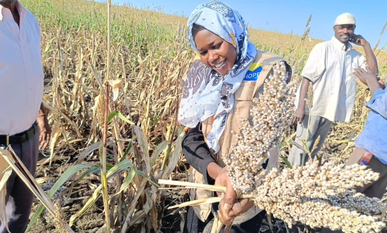 القضارف على حافة المجاعة: تجميد التمويل الزراعي يهدد الأمن الغذائي في السودان 1 القضارف على حافة المجاعة