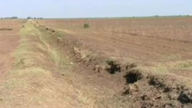 العطش يهدد أكبر مشروع زراعي بالسودان