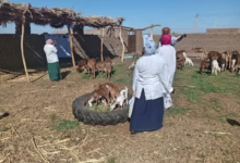 الثروة الحيوانية