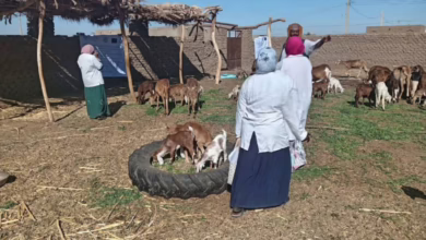 الثروة الحيوانية