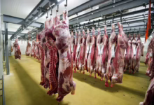 انطلاق أول شحنة لحوم مبرّدة من مسلخ القضارف الحديث للتصدير