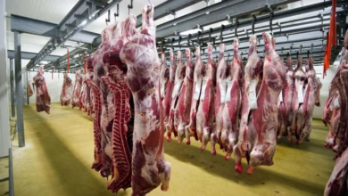 انطلاق أول شحنة لحوم مبرّدة من مسلخ القضارف الحديث للتصدير