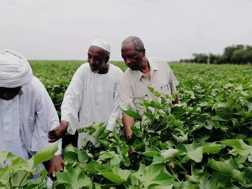تحذيرات من أزمة زراعية في السودان