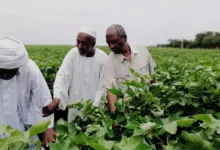 تحذيرات من أزمة زراعية في السودان