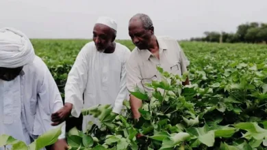 تحذيرات من أزمة زراعية في السودان
