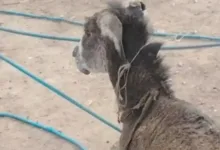 قوة من الدفاع المدني تنجح في إخراج الحمار بعد انهيار التربة في القرية النموذجية.