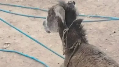 قوة من الدفاع المدني تنجح في إخراج الحمار بعد انهيار التربة في القرية النموذجية.