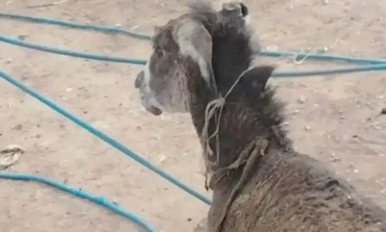 قوة من الدفاع المدني تنجح في إخراج الحمار بعد انهيار التربة في القرية النموذجية.
