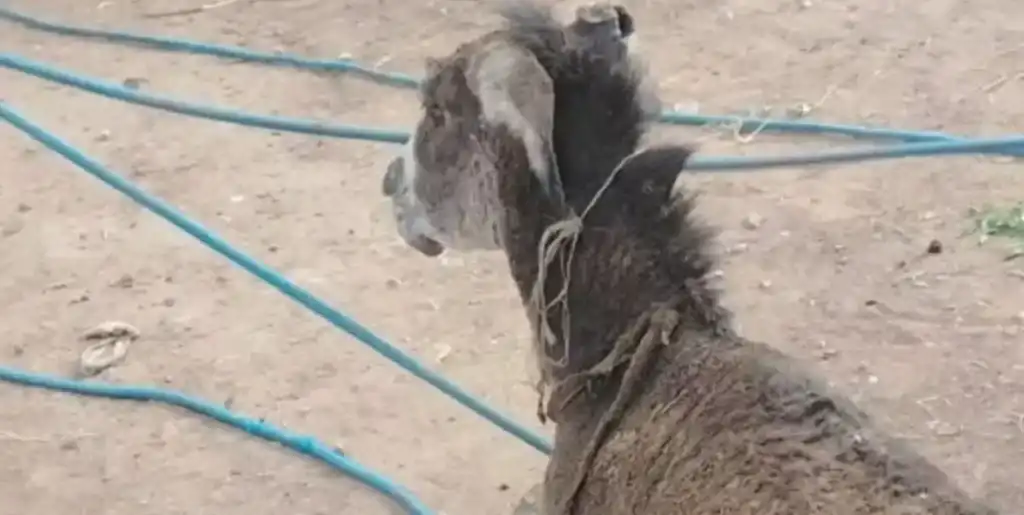 قوة من الدفاع المدني تنجح في إخراج الحمار بعد انهيار التربة في القرية النموذجية.
